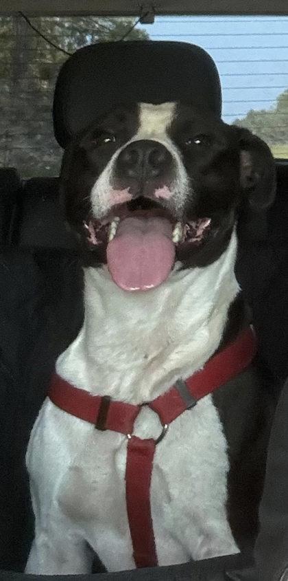 Enlarge Texas Pete, a Adoptable mixed breed in Gainesville, FL image 2/3