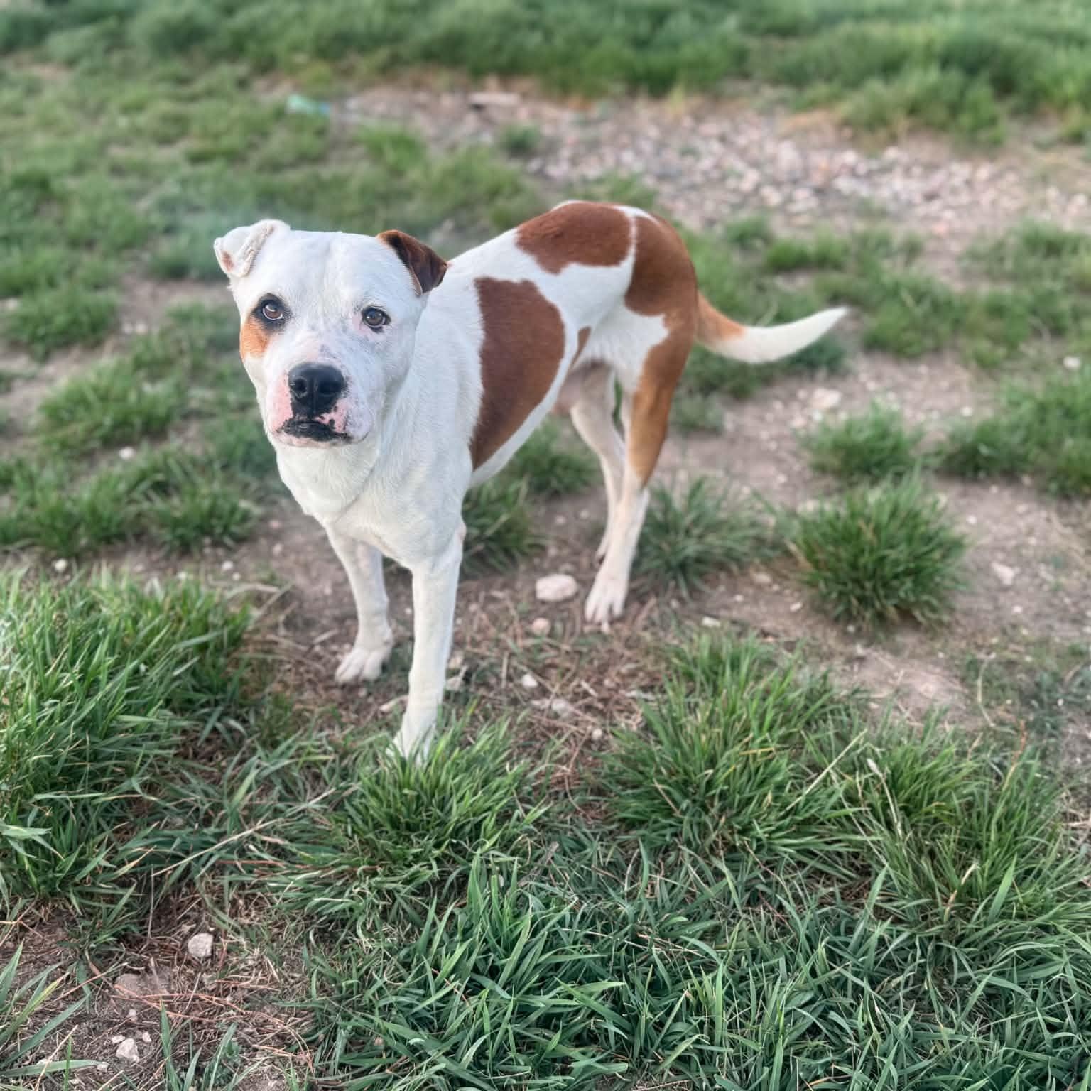 Enlarge Dino, a ADOPTABLE mixed breed in Mead, CO image 5/5