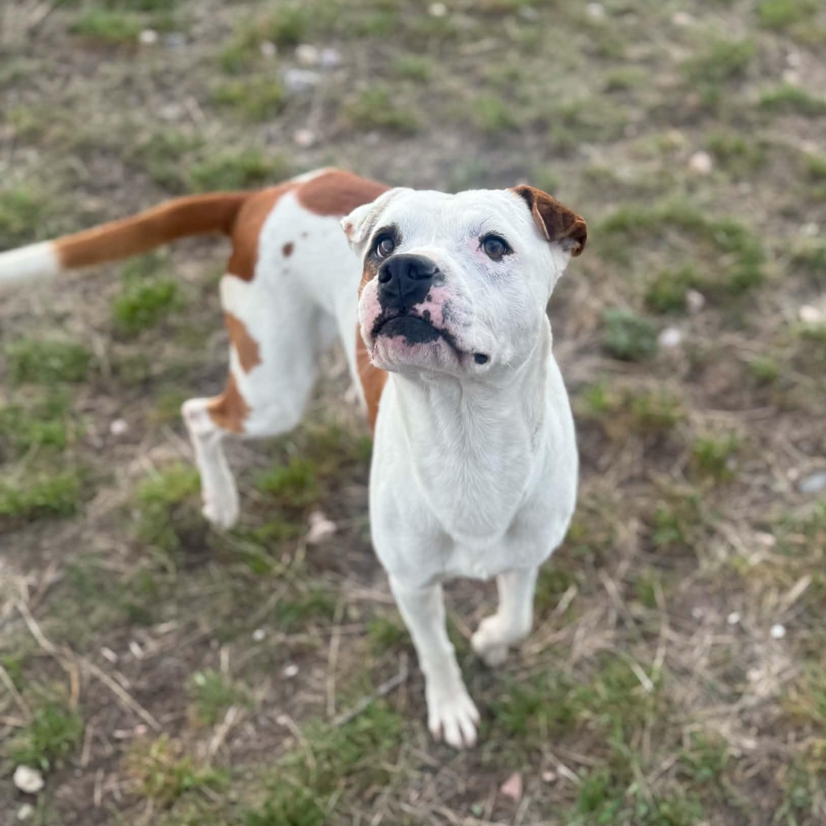 Enlarge Dino, a ADOPTABLE mixed breed in Mead, CO image 3/5