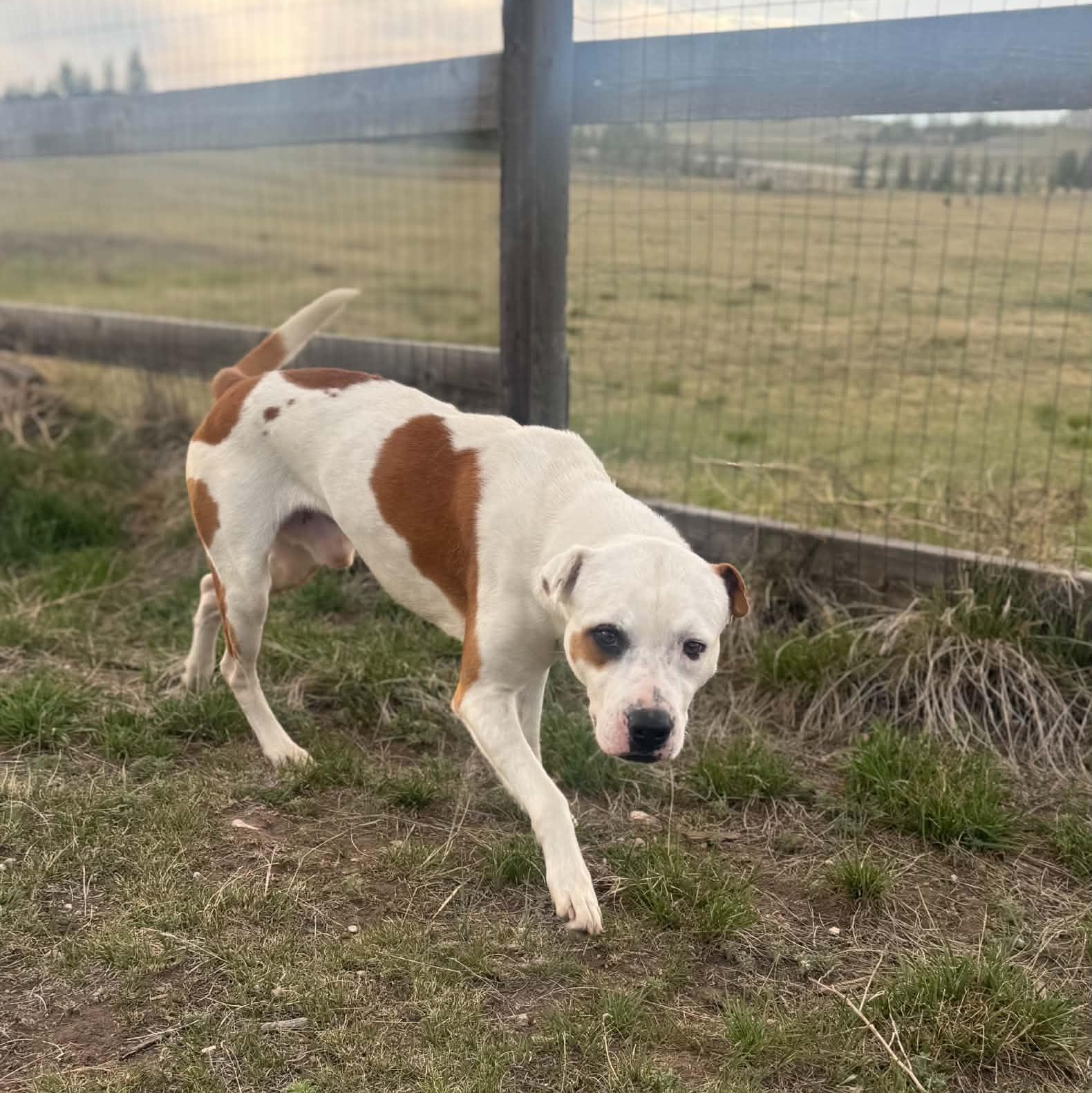 Enlarge Dino, a ADOPTABLE mixed breed in Mead, CO image 4/5