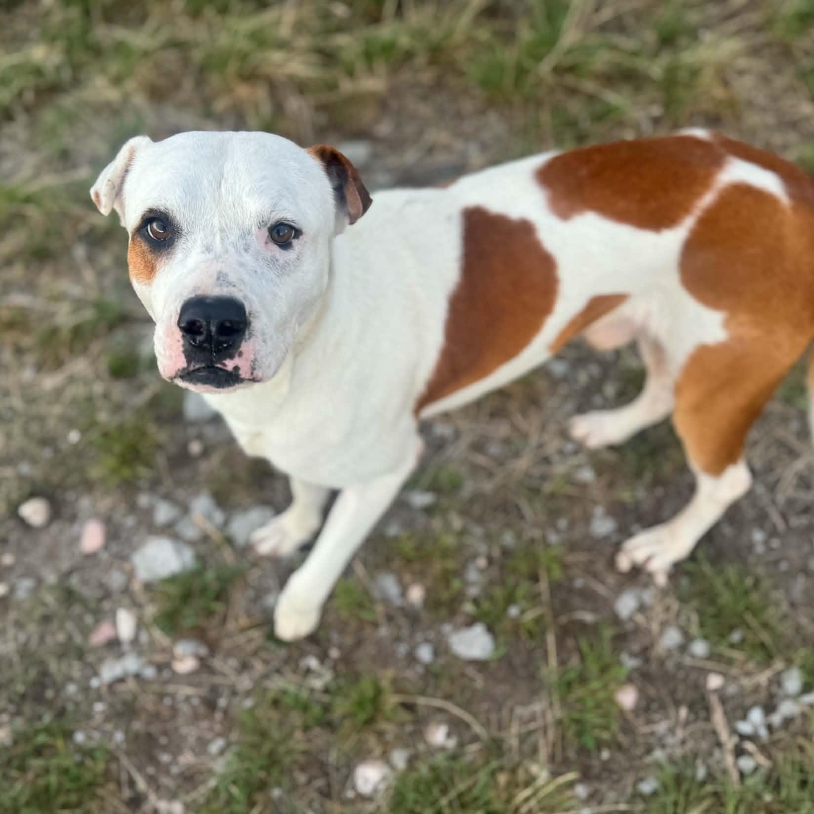 Enlarge Dino, a ADOPTABLE mixed breed in Mead, CO image 2/5
