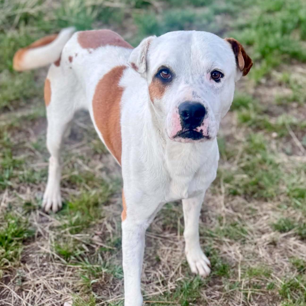 Dino, ADOPTABLE, Adult Male American Bulldog.