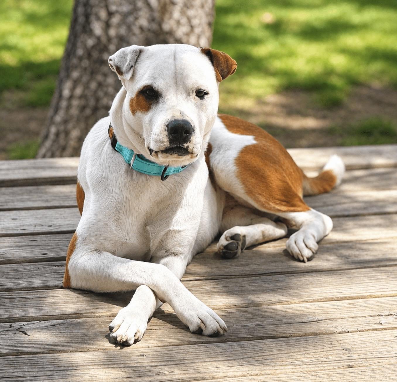 Enlarge Dino, a ADOPTABLE mixed breed in Mead, CO image 1/6