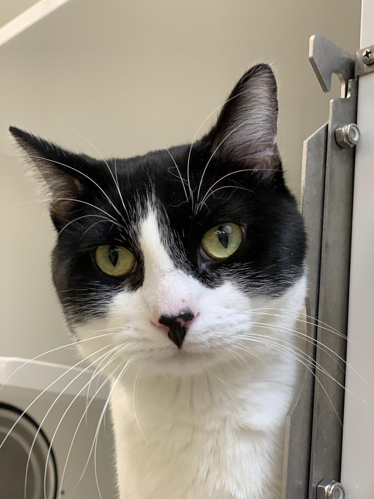 Louie Armand, a Adopted mixed breed in Saint Paul, MN image 1/4