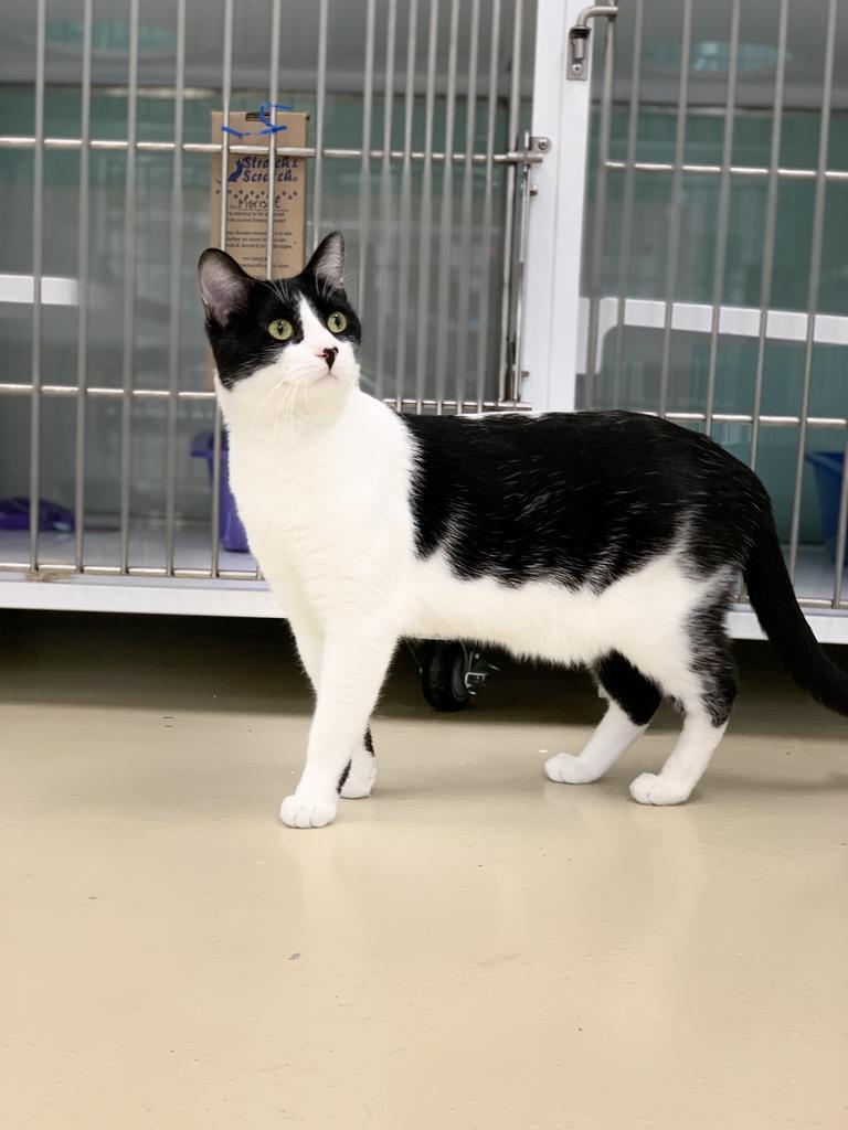 Louie Armand, a Adopted mixed breed in Saint Paul, MN image 2/4