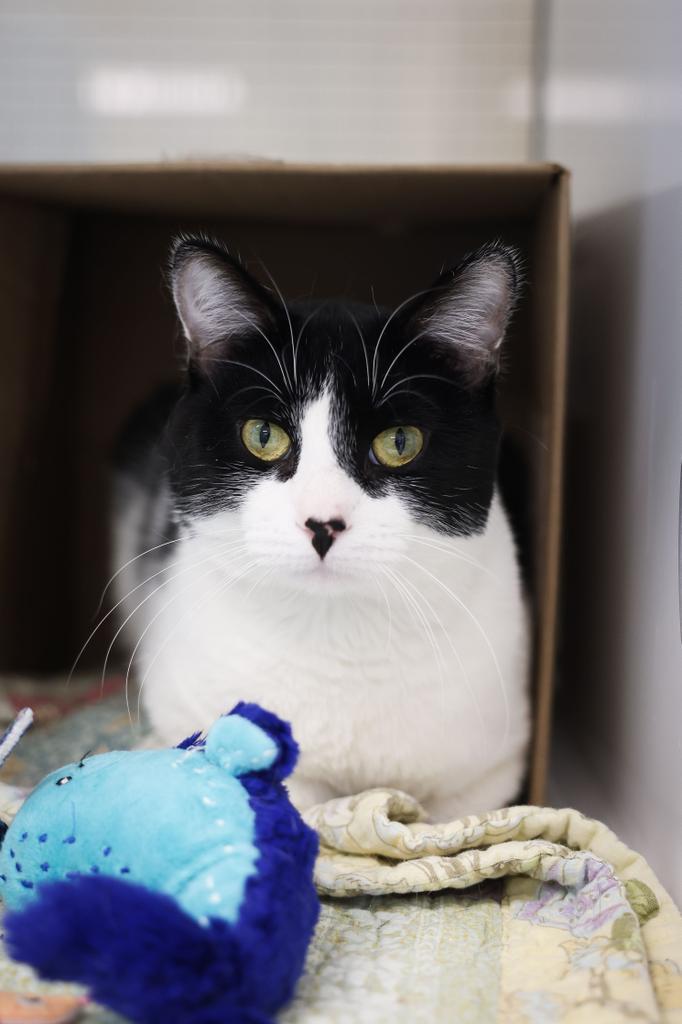 Louie Armand, a Adopted mixed breed in Saint Paul, MN image 3/4