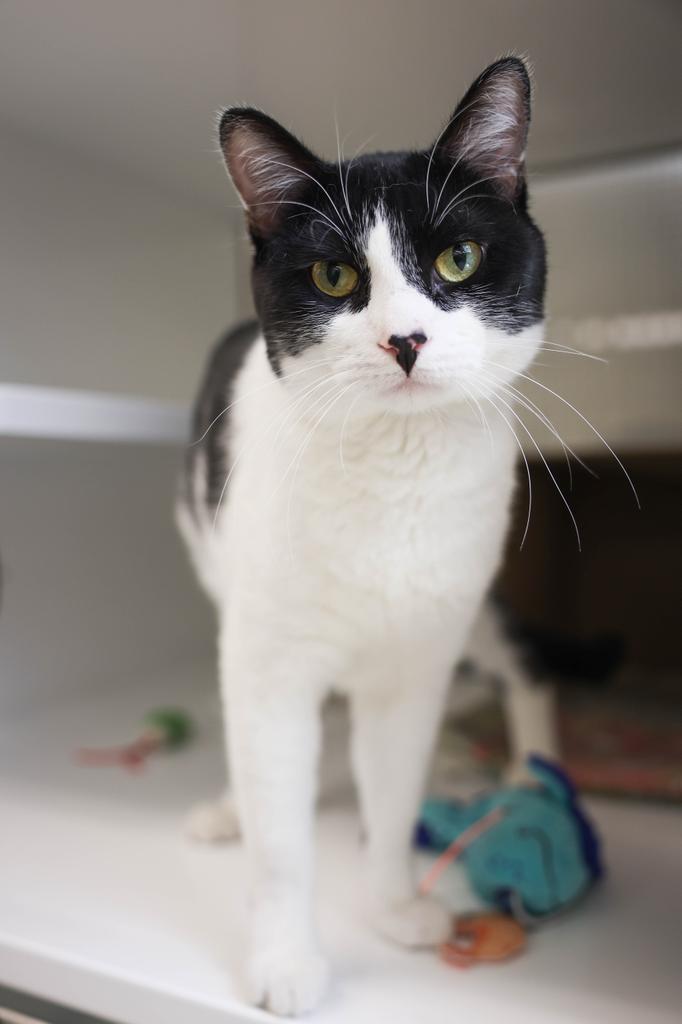 Louie Armand, a Adopted mixed breed in Saint Paul, MN image 4/4