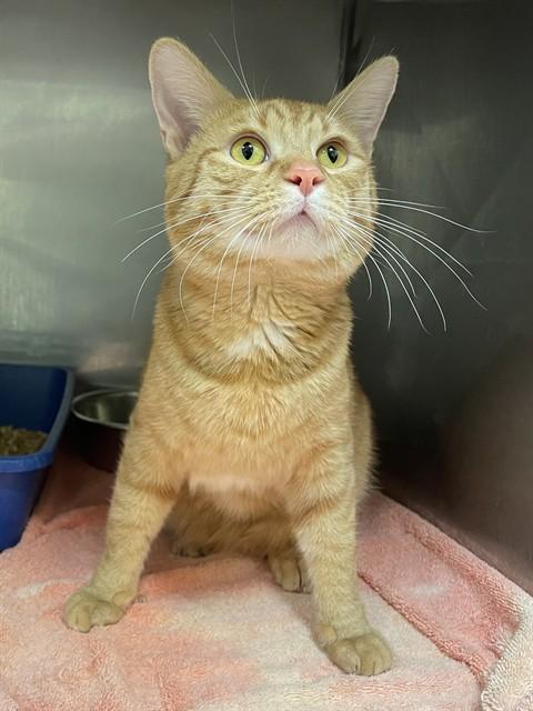 Enlarge SIMBA, a Adoptable Domestic Short Hair in Lees Summit, MO image 1/1