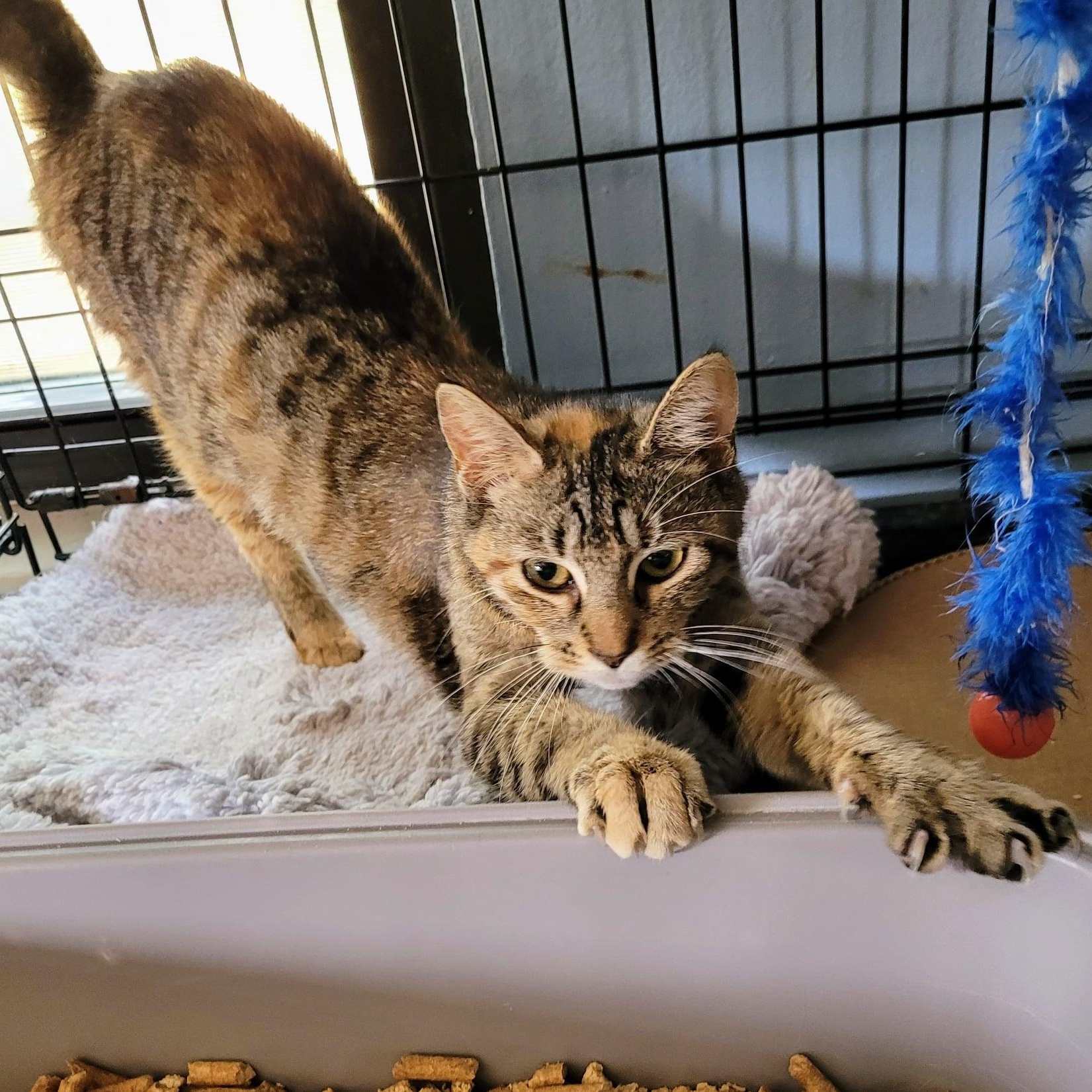 Trixie Bonded with Holly, a Adoptable Domestic Short Hair in New Port Richey, FL image 2/4