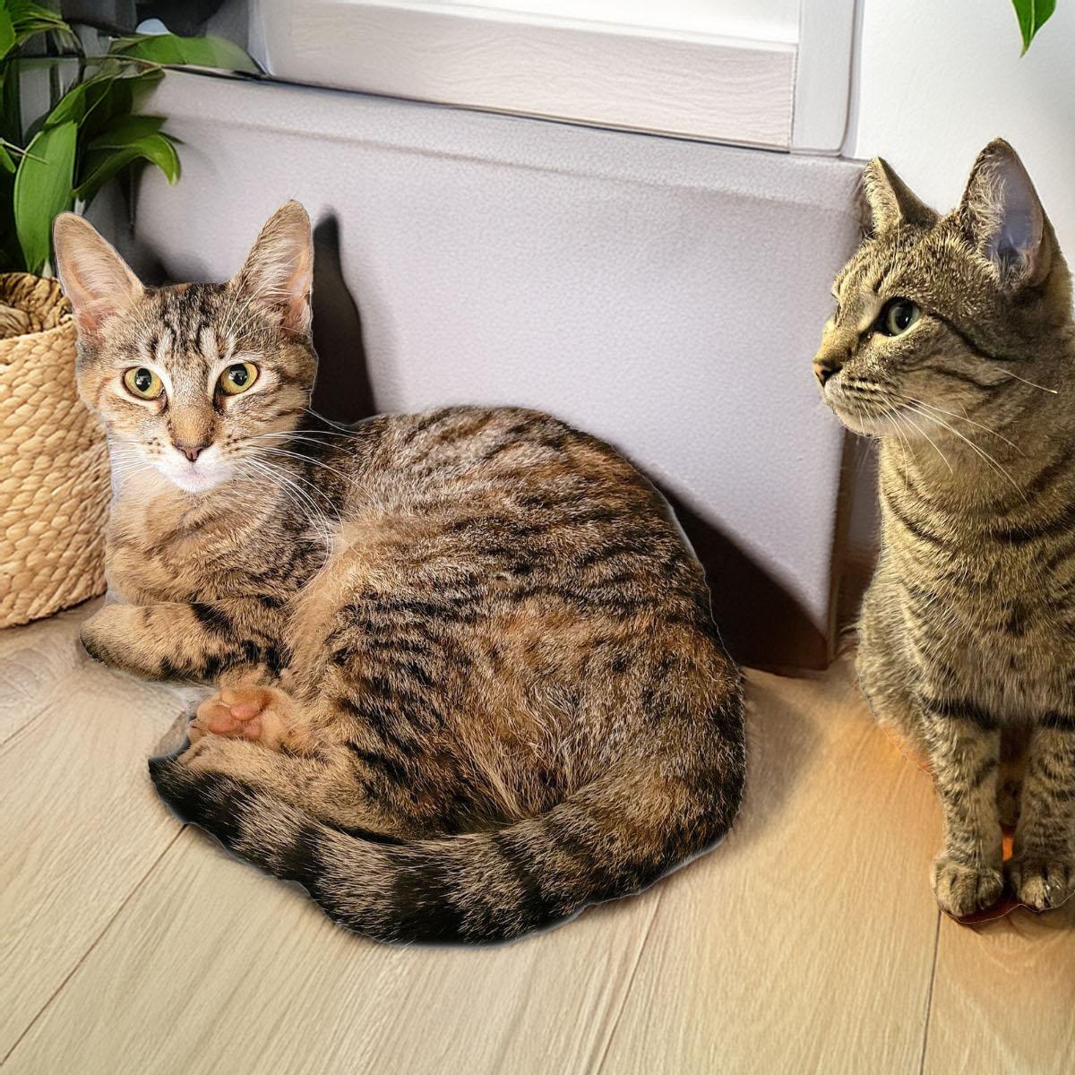 Trixie Bonded with Holly, a Adoptable Domestic Short Hair in New Port Richey, FL image 3/4