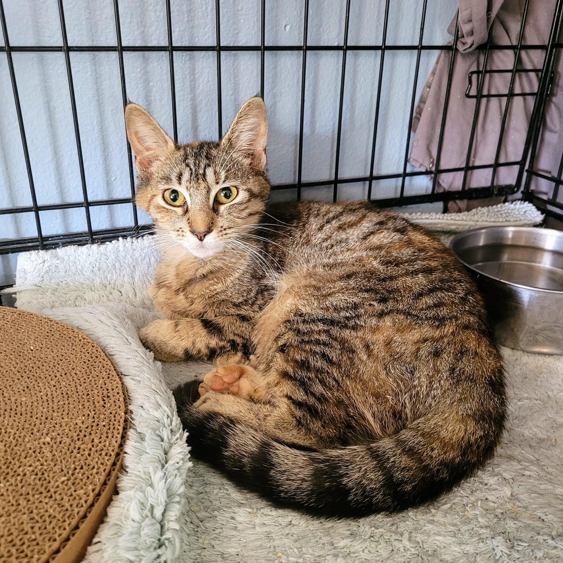 Trixie Bonded with Holly, a Adoptable Domestic Short Hair in New Port Richey, FL image 1/4