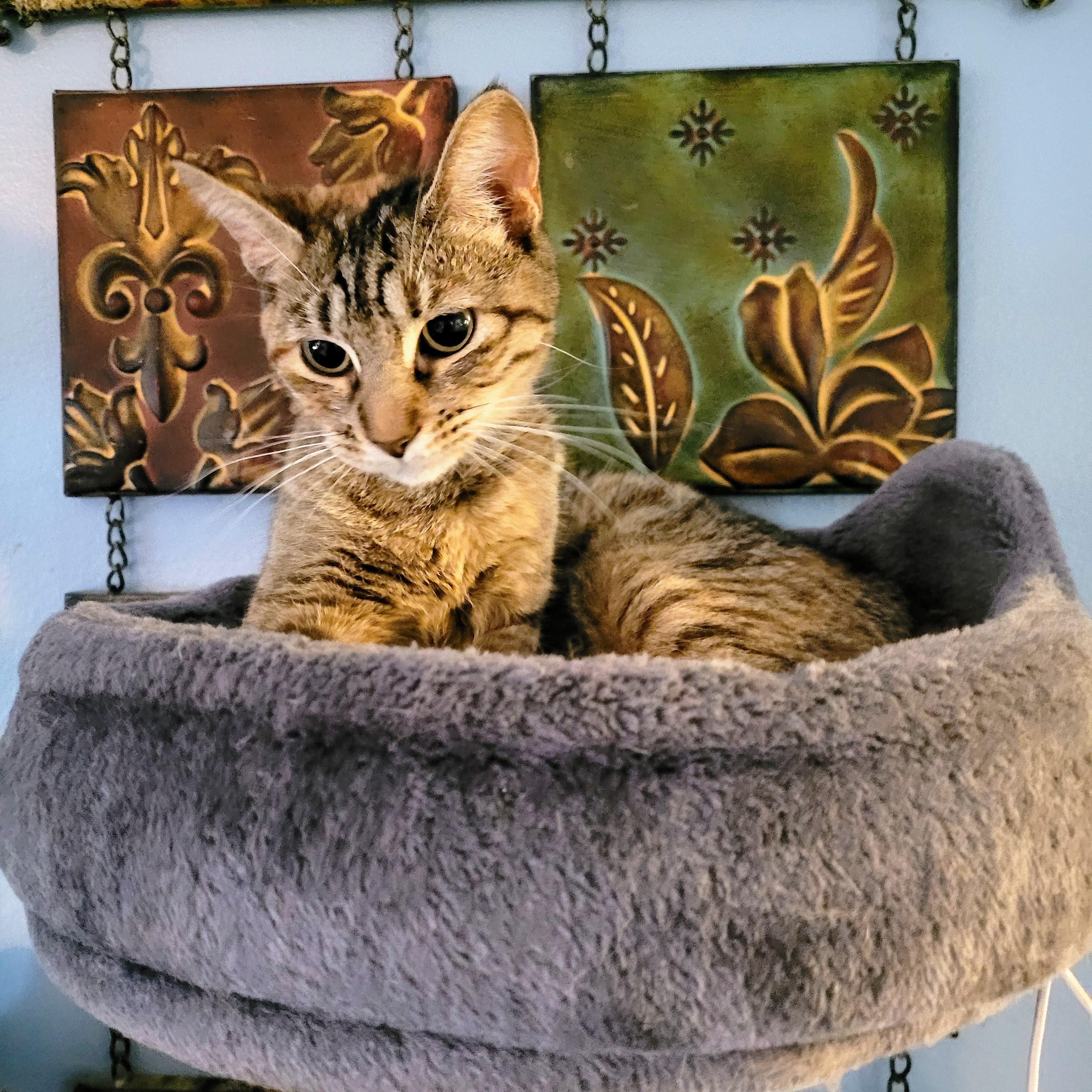 Trixie Bonded with Holly, a Adoptable Domestic Short Hair in New Port Richey, FL image 4/4