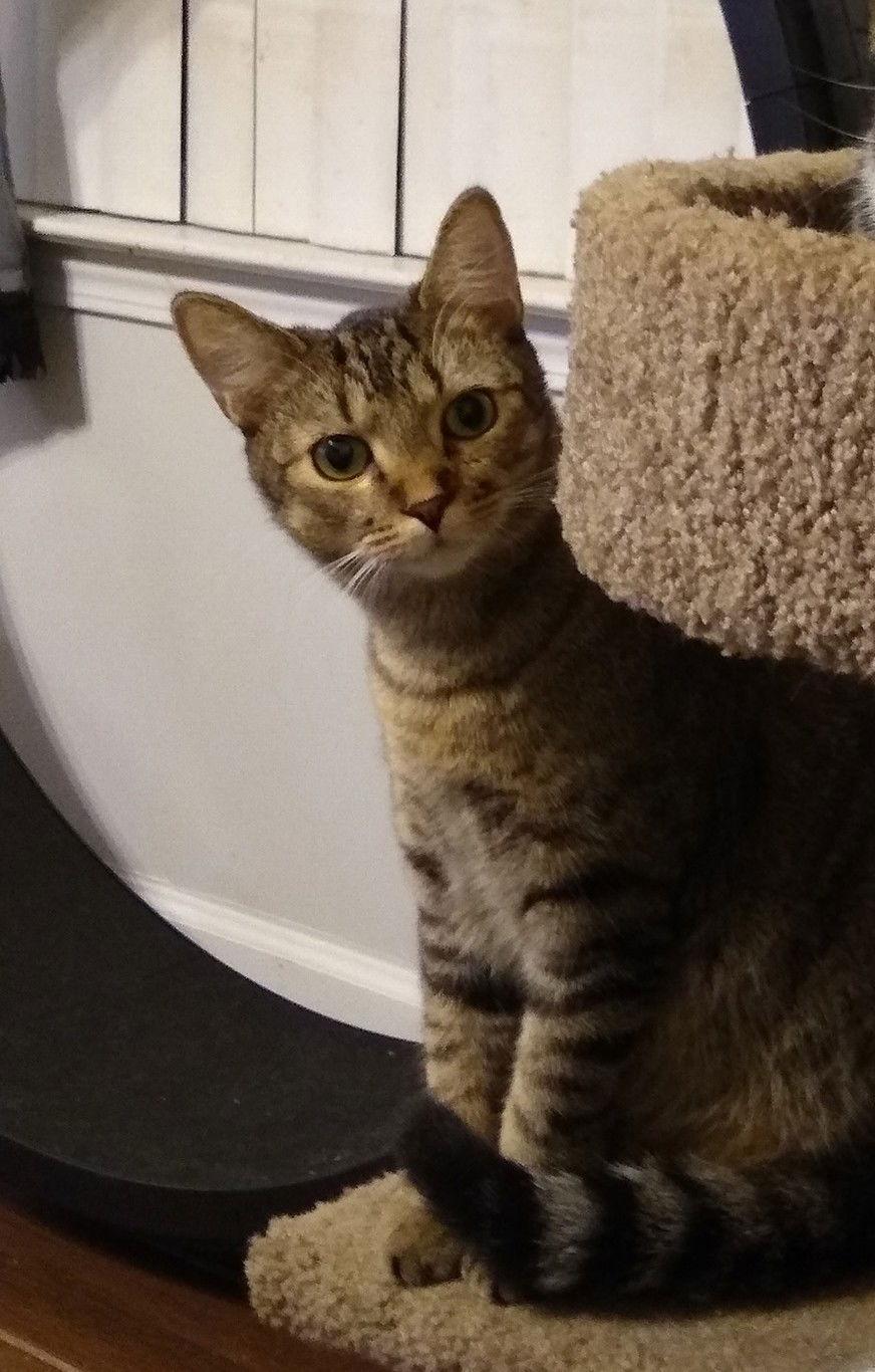 Thistle, a Adoptable Domestic Short Hair in Camden, SC image 1/3