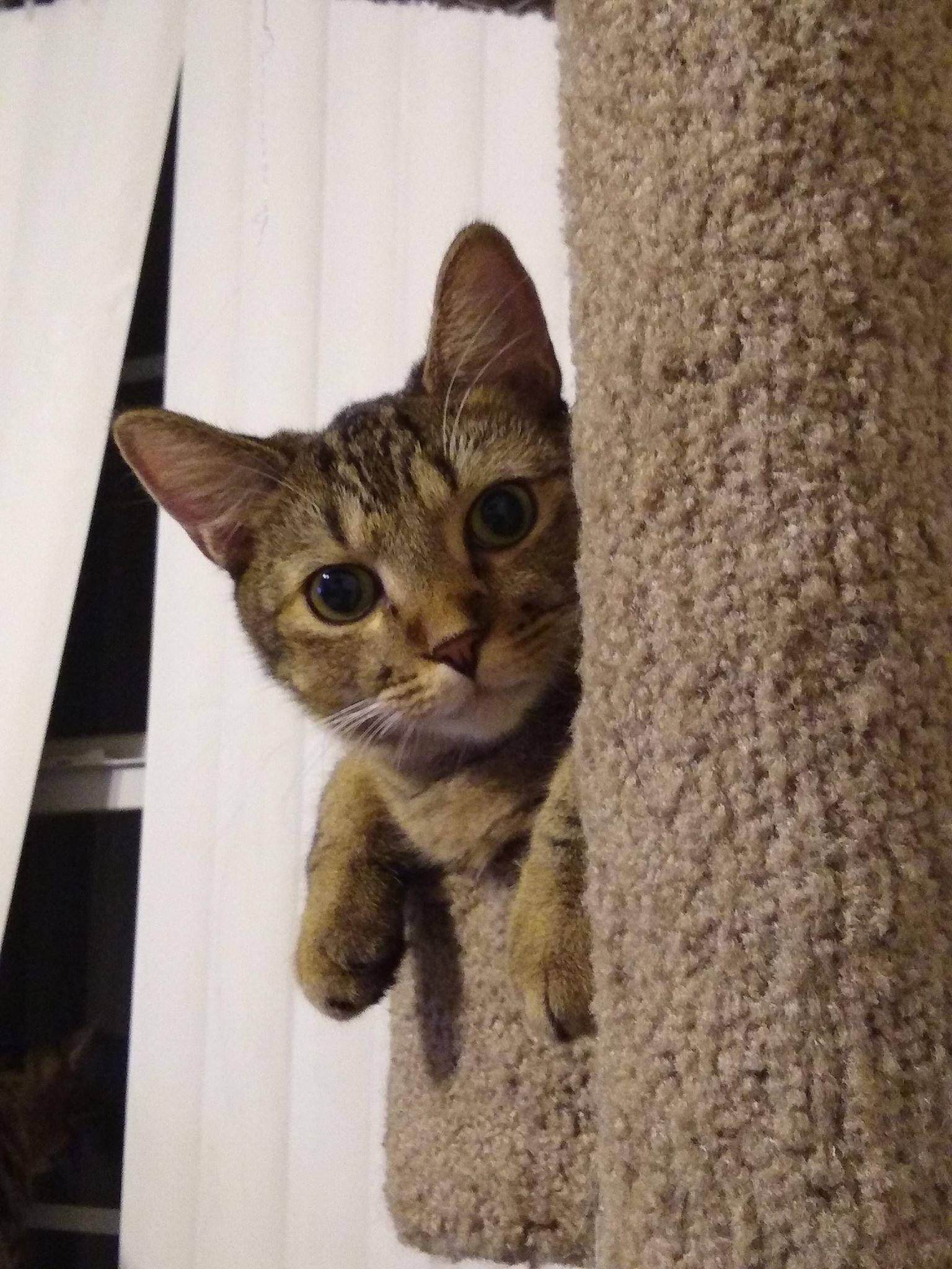 Thistle, a Adoptable Domestic Short Hair in Camden, SC image 2/3