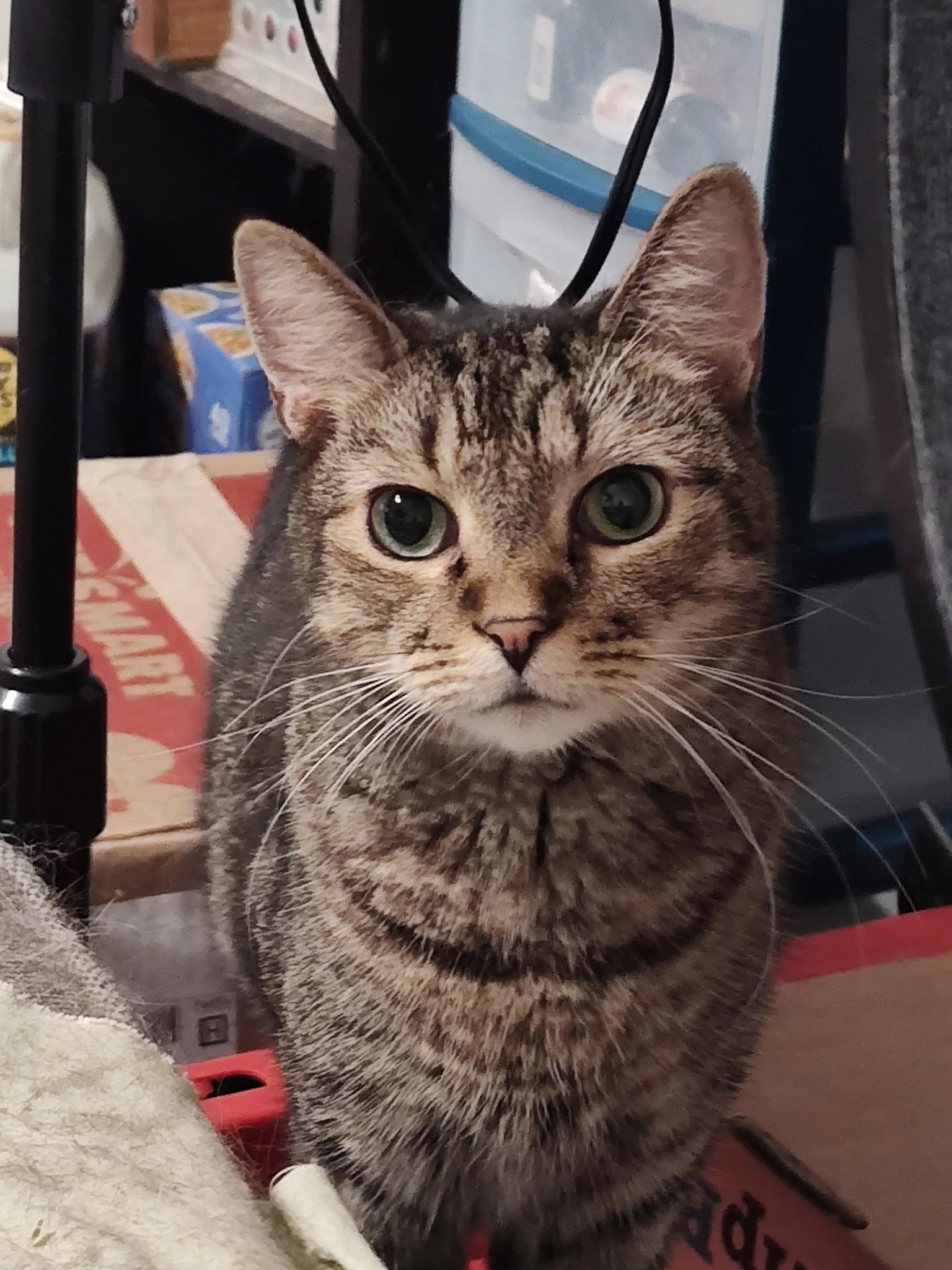 Enlarge Thistle, a Adoptable Domestic Short Hair in Camden, SC image 3/3