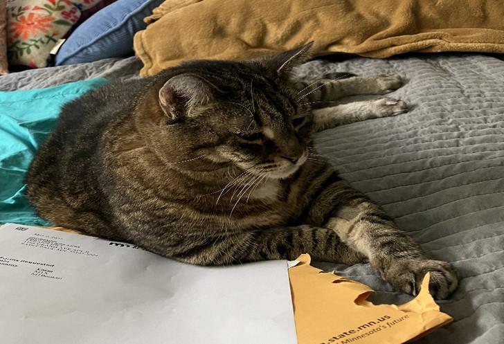 Rosie, a Adoptable mixed breed in Saint Paul, MN image 1/6