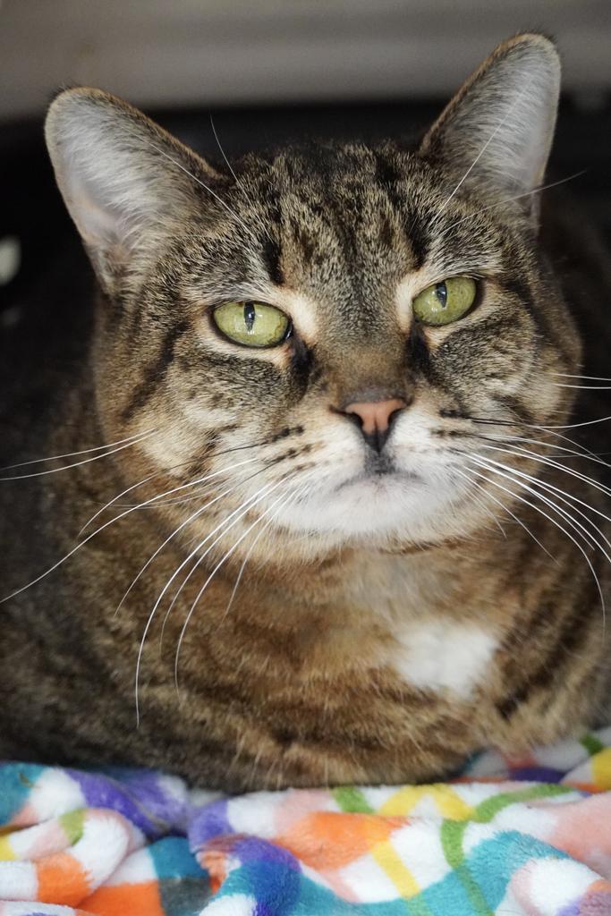 Rosie, Adoptable, Senior Female Tabby & Domestic Short Hair.