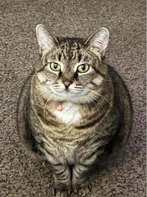 Rosie, a Adoptable mixed breed in Saint Paul, MN image 2/6