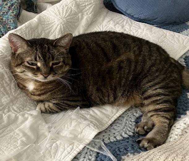 Rosie, a Adoptable mixed breed in Saint Paul, MN image 4/6