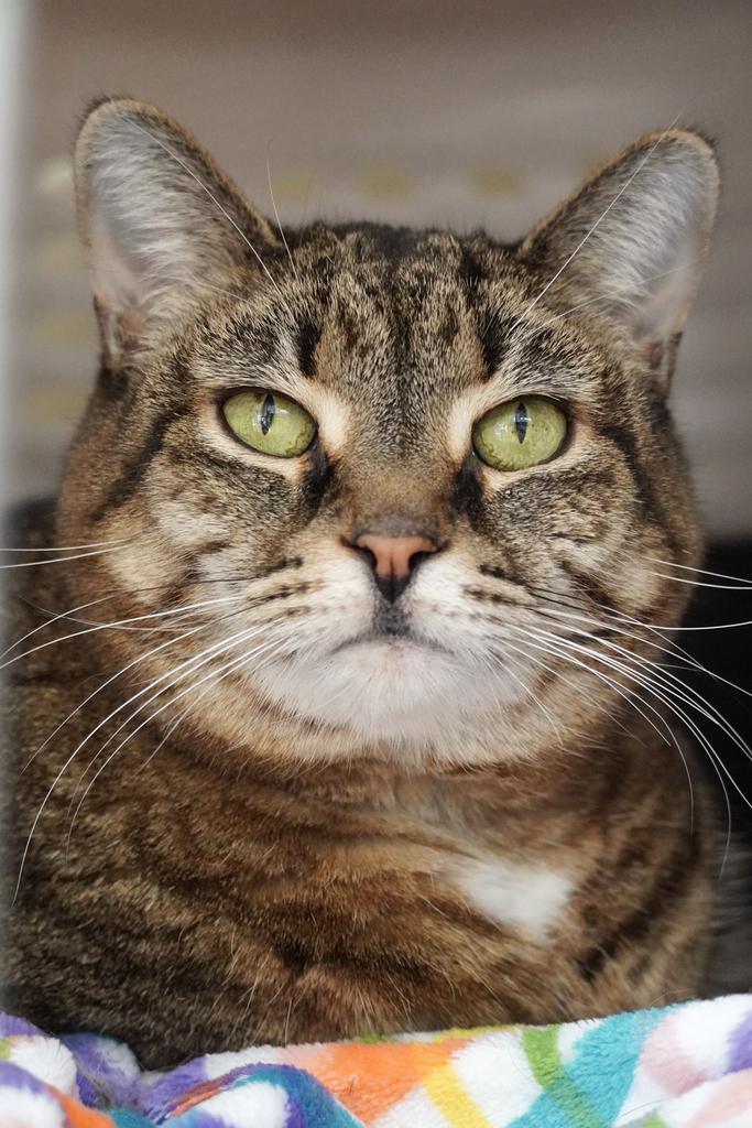 Rosie, a Adoptable mixed breed in Saint Paul, MN image 5/6