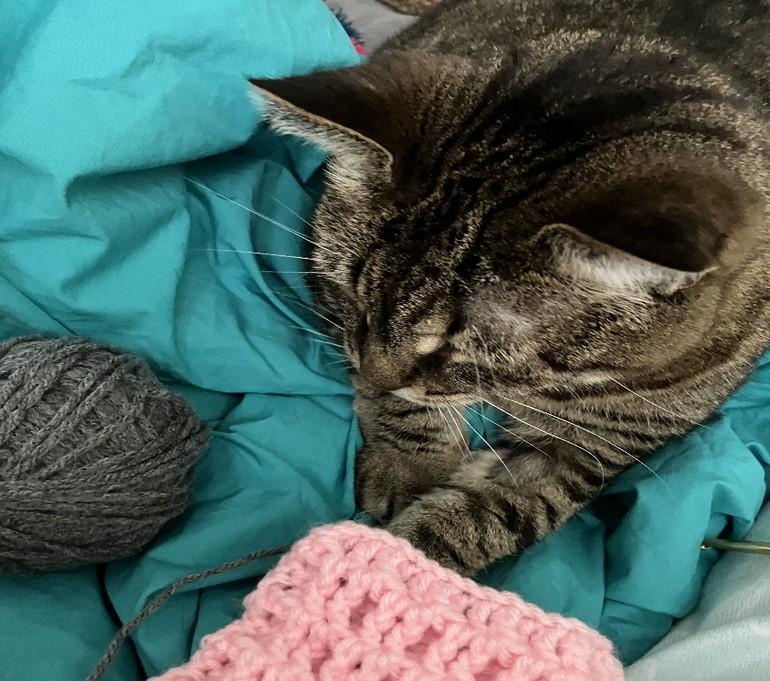 Rosie, a Adoptable mixed breed in Saint Paul, MN image 6/6