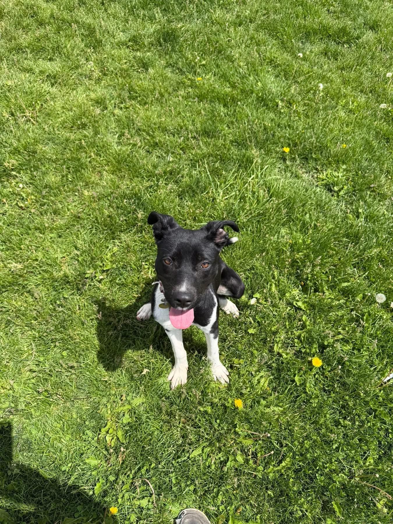 Reign, a ADOPTABLE Mixed Breed in Prineville, OR image 5/5