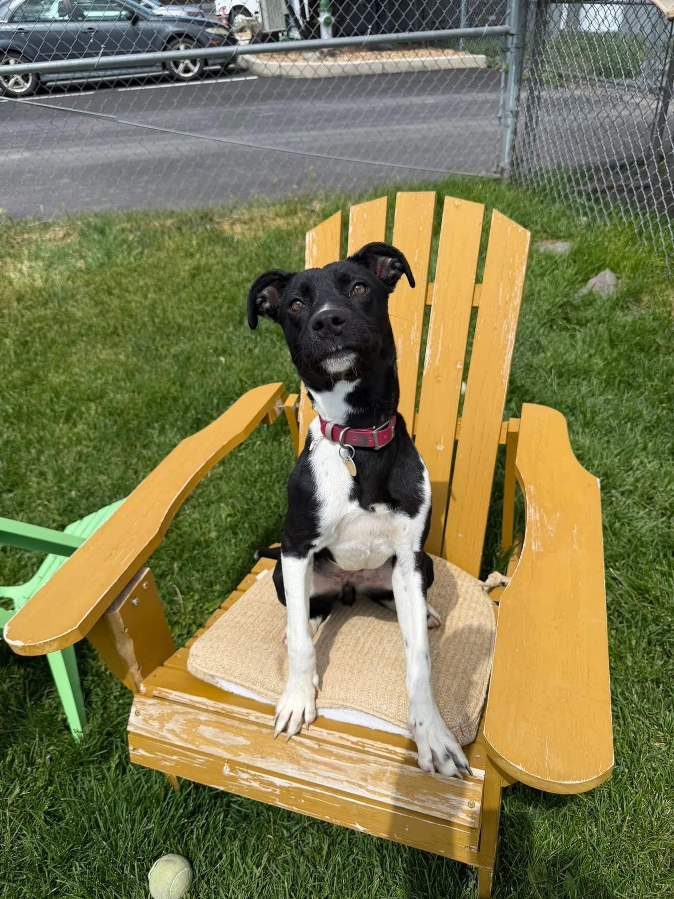Reign, a ADOPTABLE Mixed Breed in Prineville, OR image 1/5