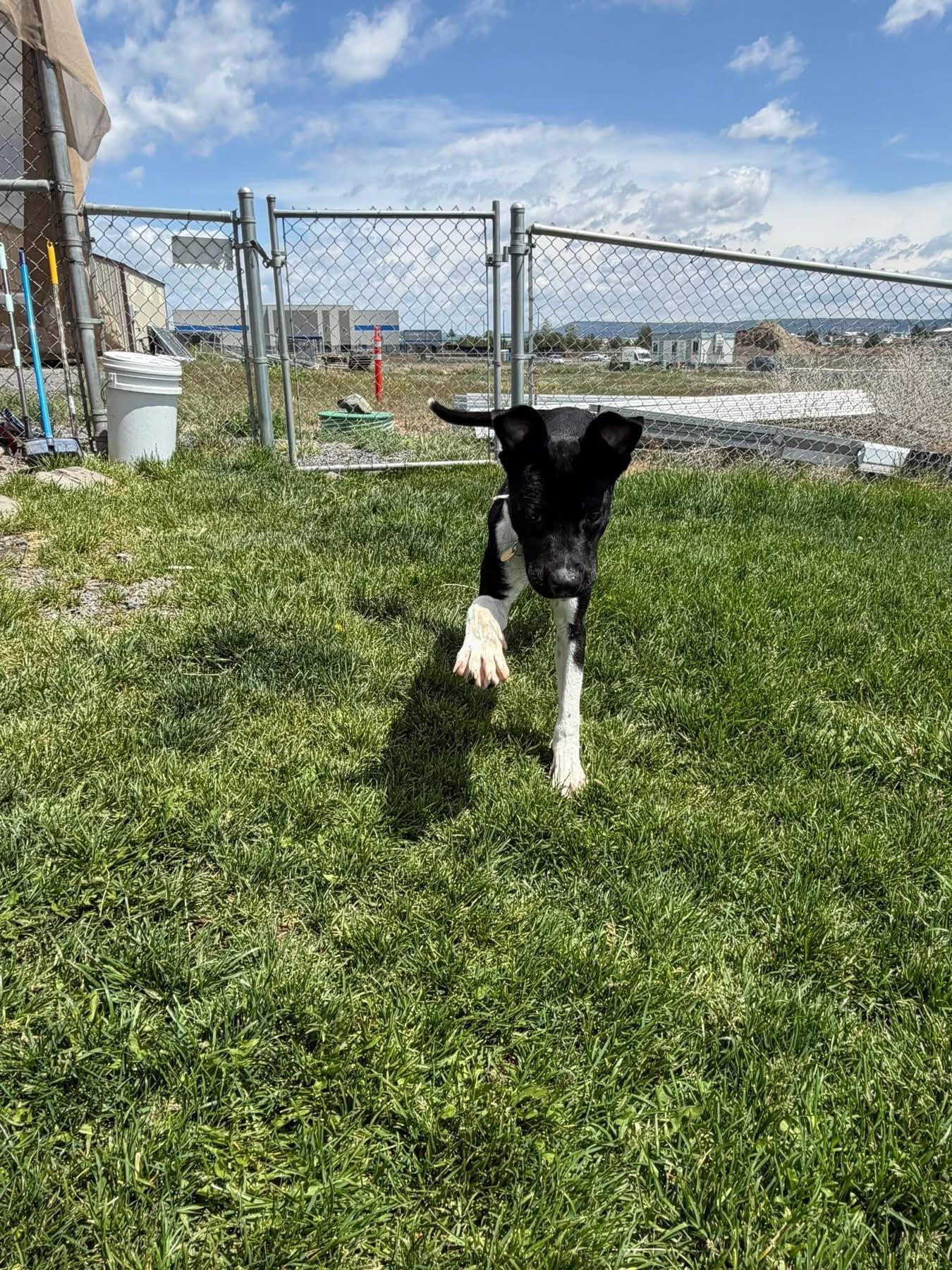 Reign, a ADOPTABLE Mixed Breed in Prineville, OR image 3/5