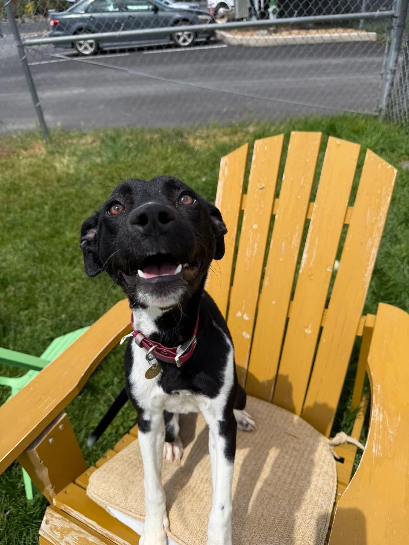 Reign, a ADOPTABLE Mixed Breed in Prineville, OR image 2/5