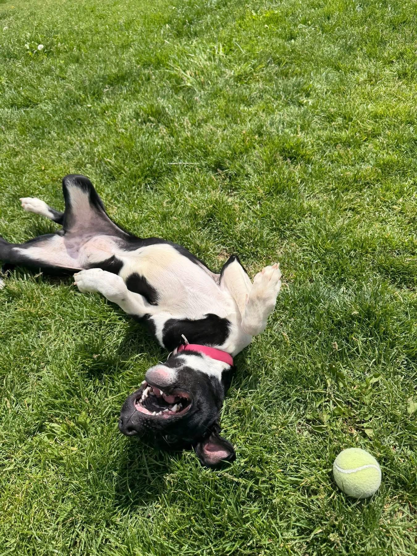 Reign, a ADOPTABLE Mixed Breed in Prineville, OR image 4/5
