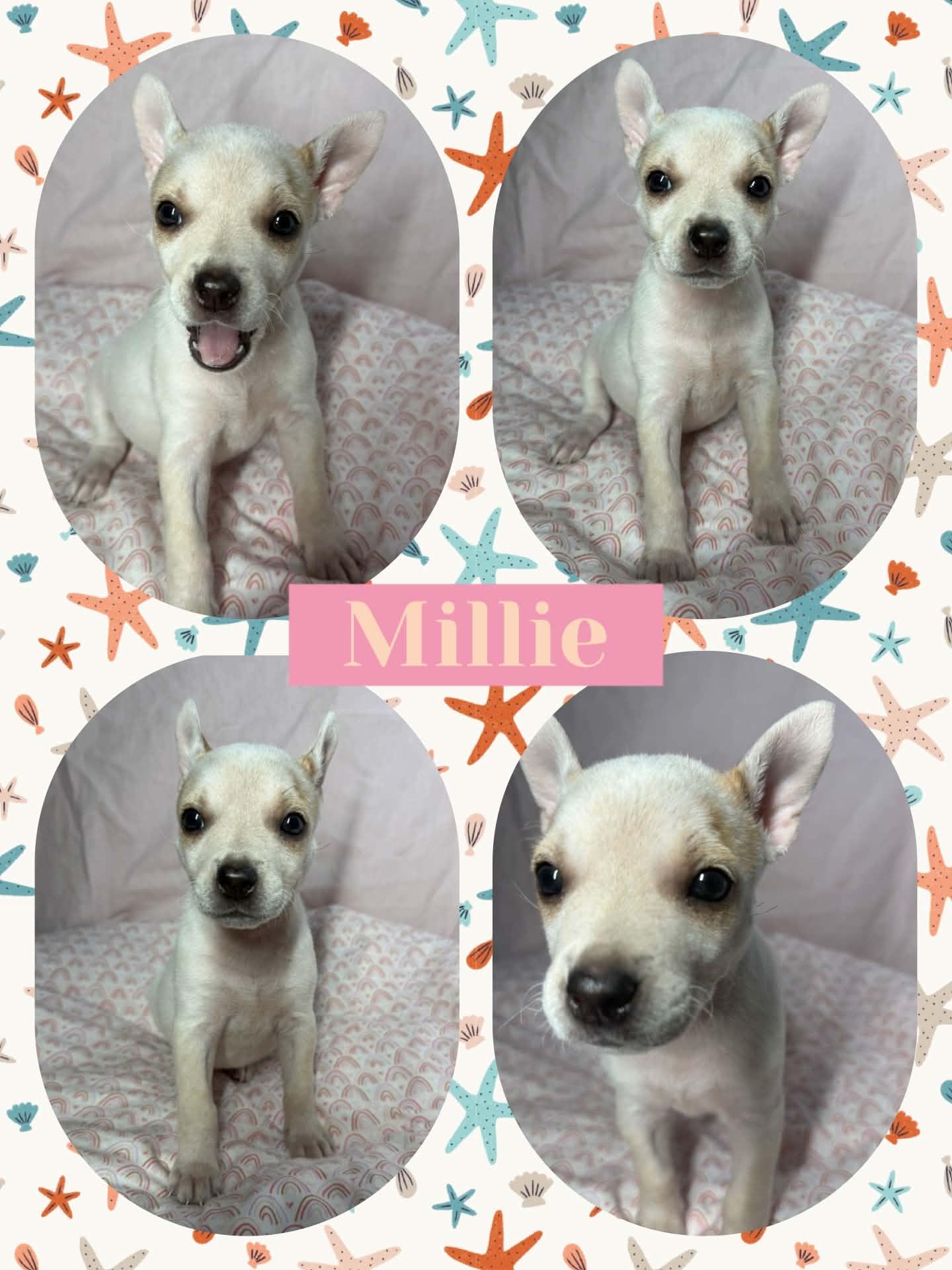 Millie, adopted, Puppy Female Chihuahua.
