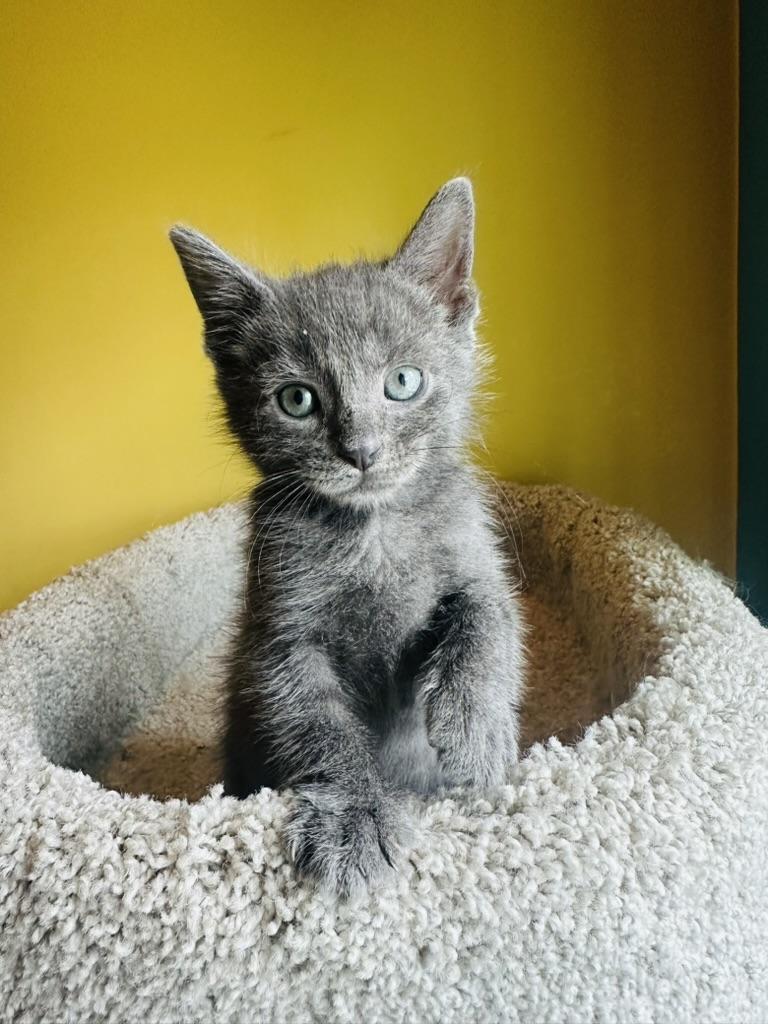 Frodo, an adopted mixed breed in Little River, SC image 2/5