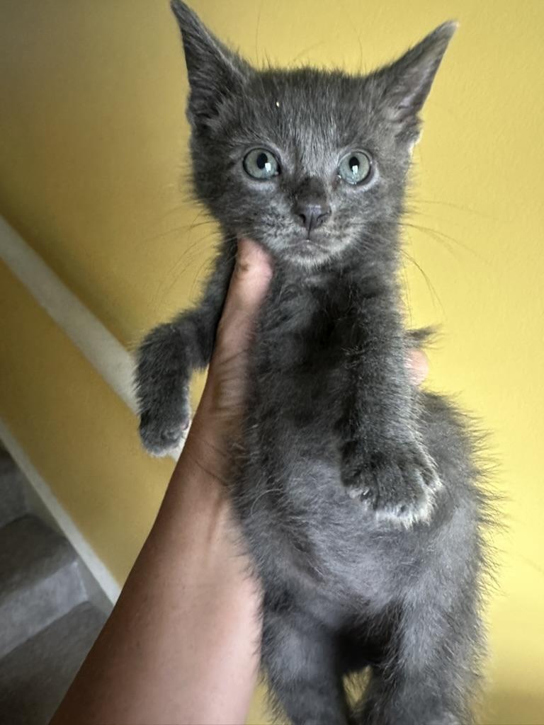 Frodo, an adopted mixed breed in Little River, SC image 5/5