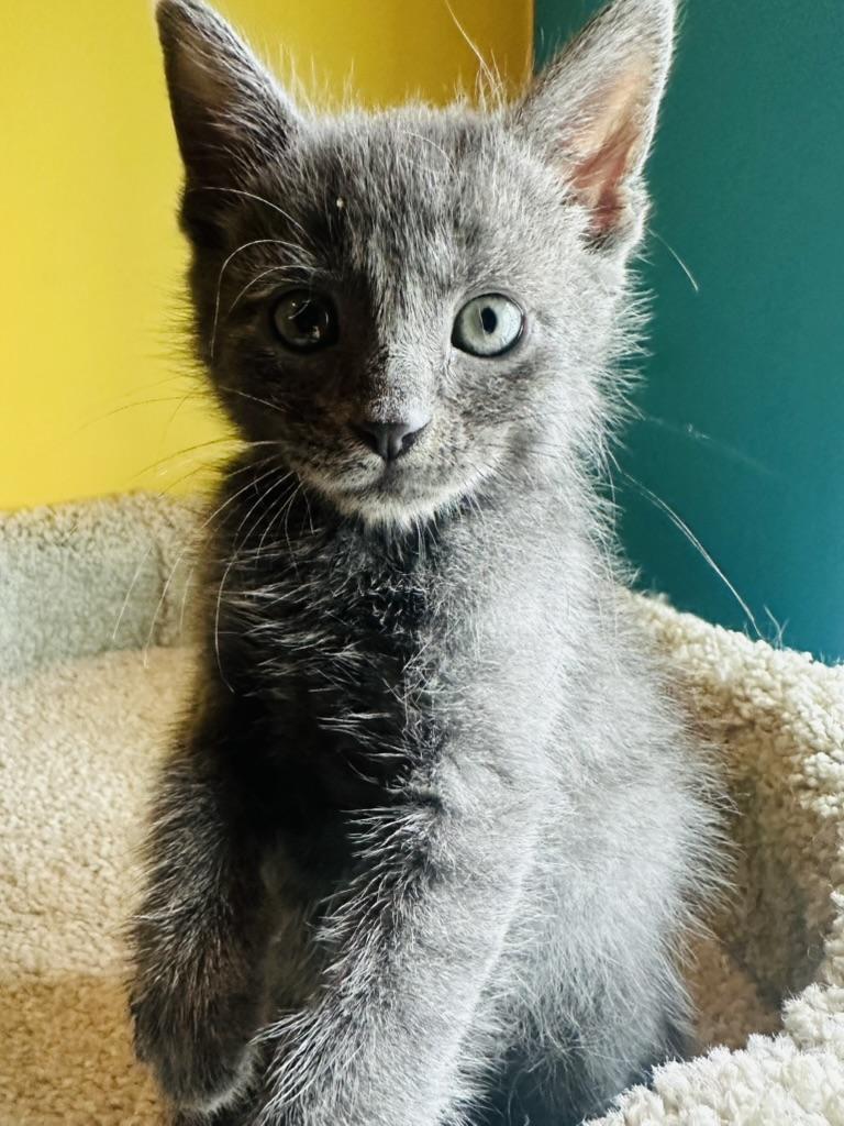 Frodo, an adopted mixed breed in Little River, SC image 3/5