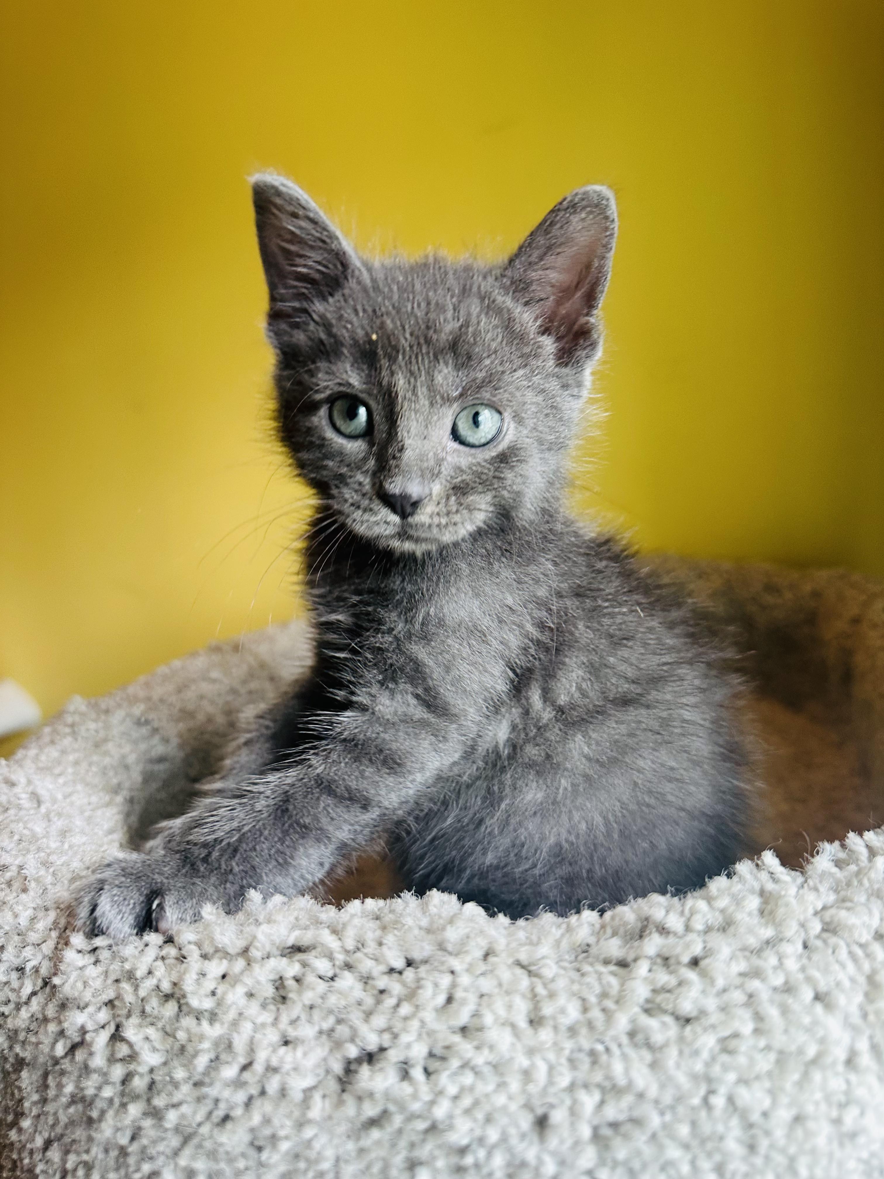 Frodo, adopted, Kitten Male Russian Blue & Domestic Short Hair.