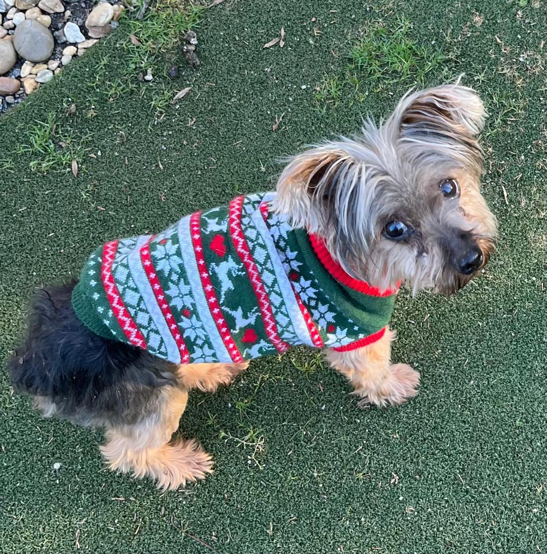 Biscuit, ADOPTABLE, Senior Female Yorkshire Terrier.