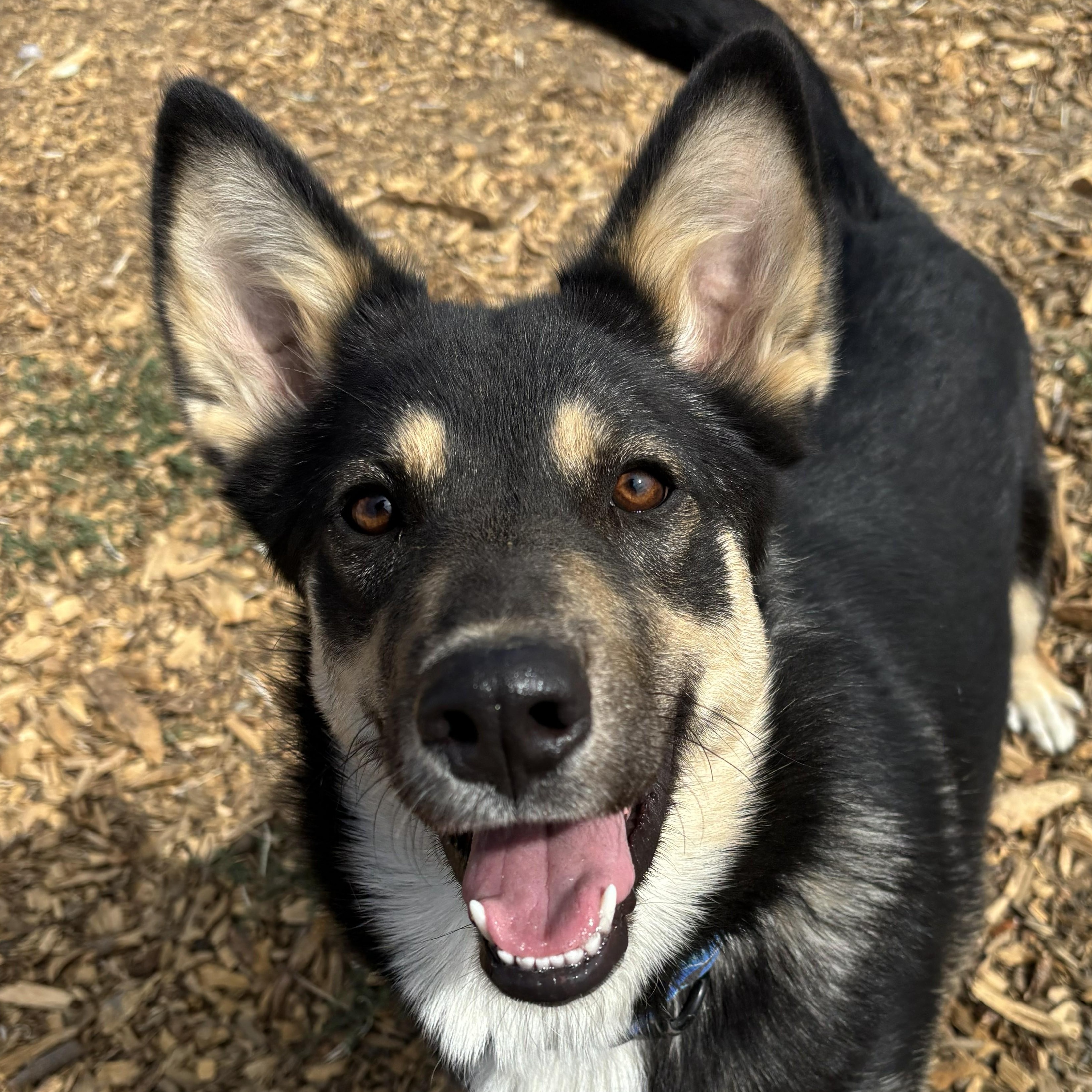 Vulpix, Adoptable, Young Female Australian Kelpie & German Shepherd Dog.