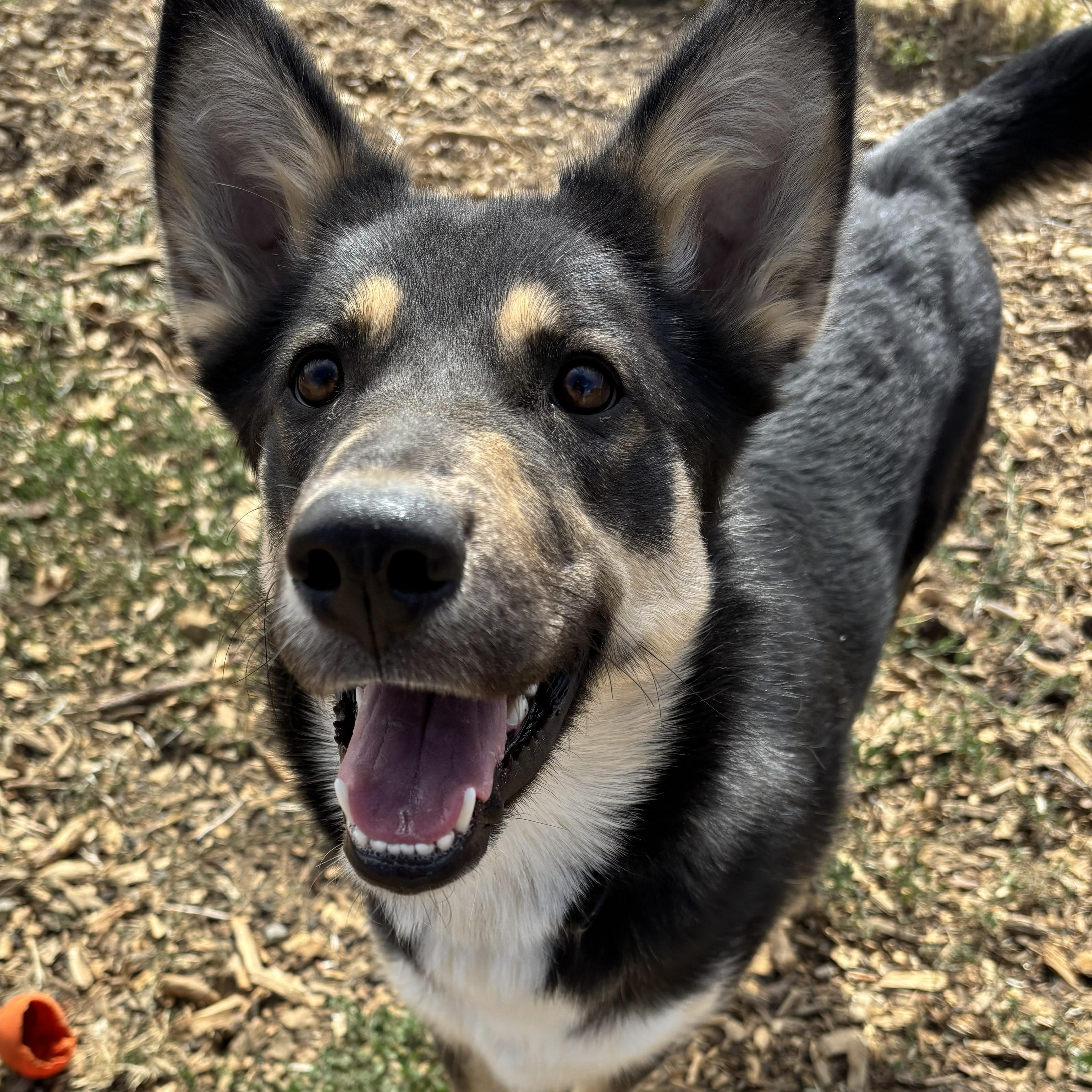 Vulpix, a Adoptable mixed breed in The Dalles, OR image 5/5