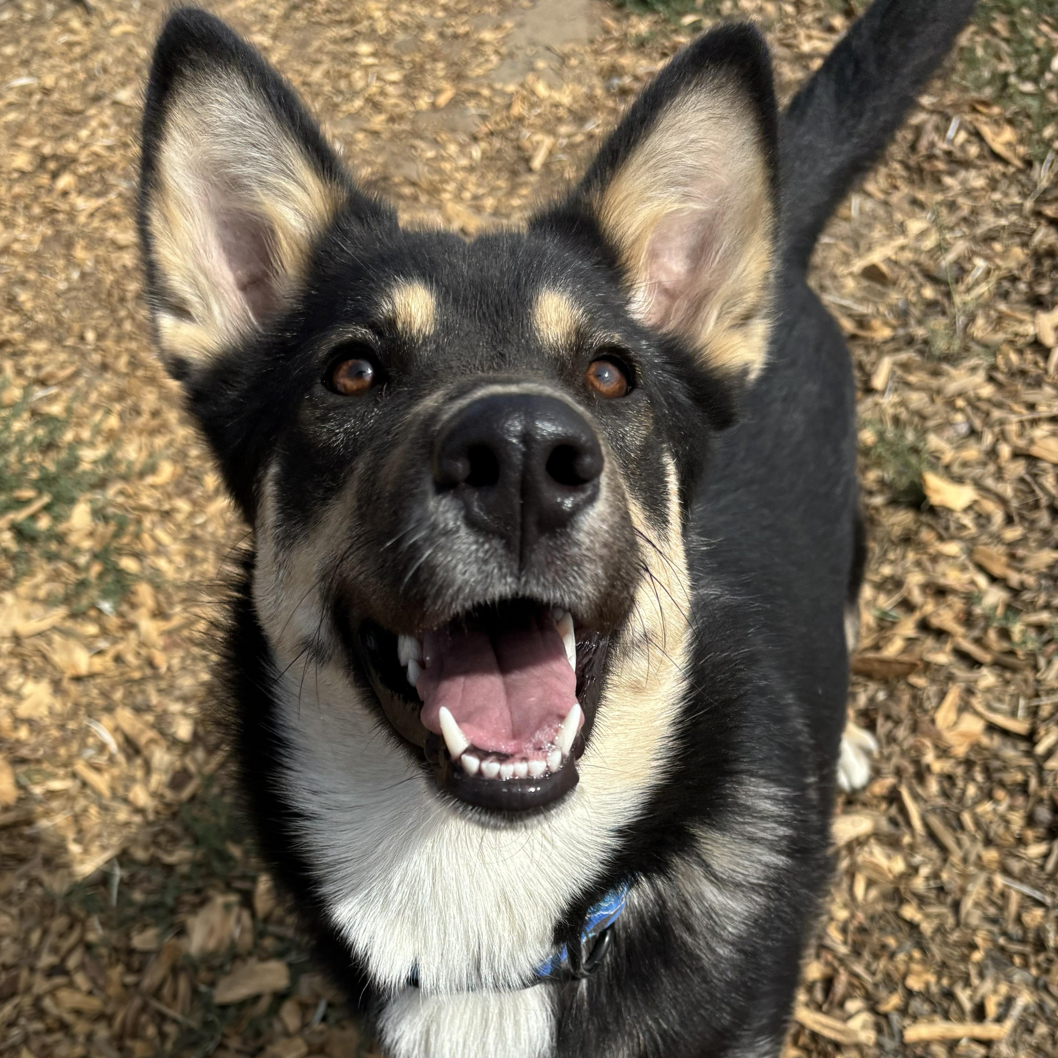 Vulpix, a Adoptable mixed breed in The Dalles, OR image 4/5