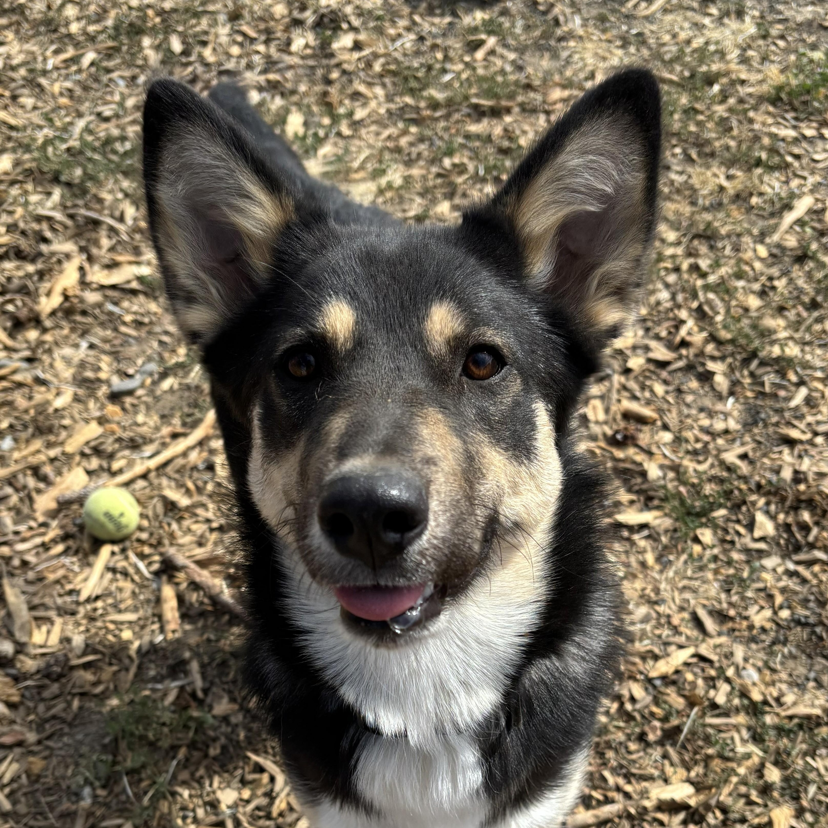 Vulpix, a Adoptable mixed breed in The Dalles, OR image 2/5