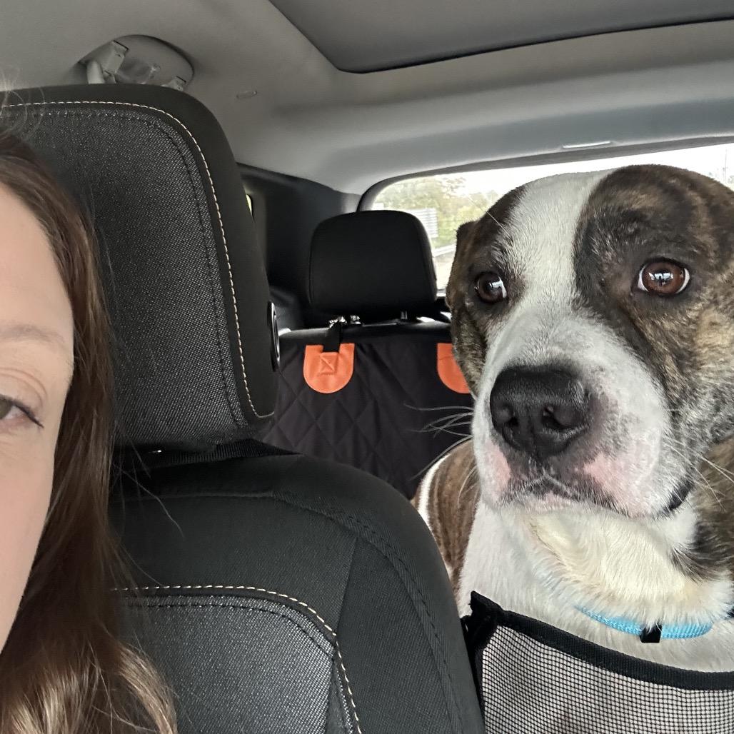 Enlarge Teddy, a Adoptable Mixed Breed in Springboro, OH image 1/5