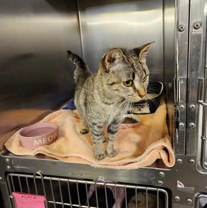 Betty, adopted, Young Female Domestic Short Hair.