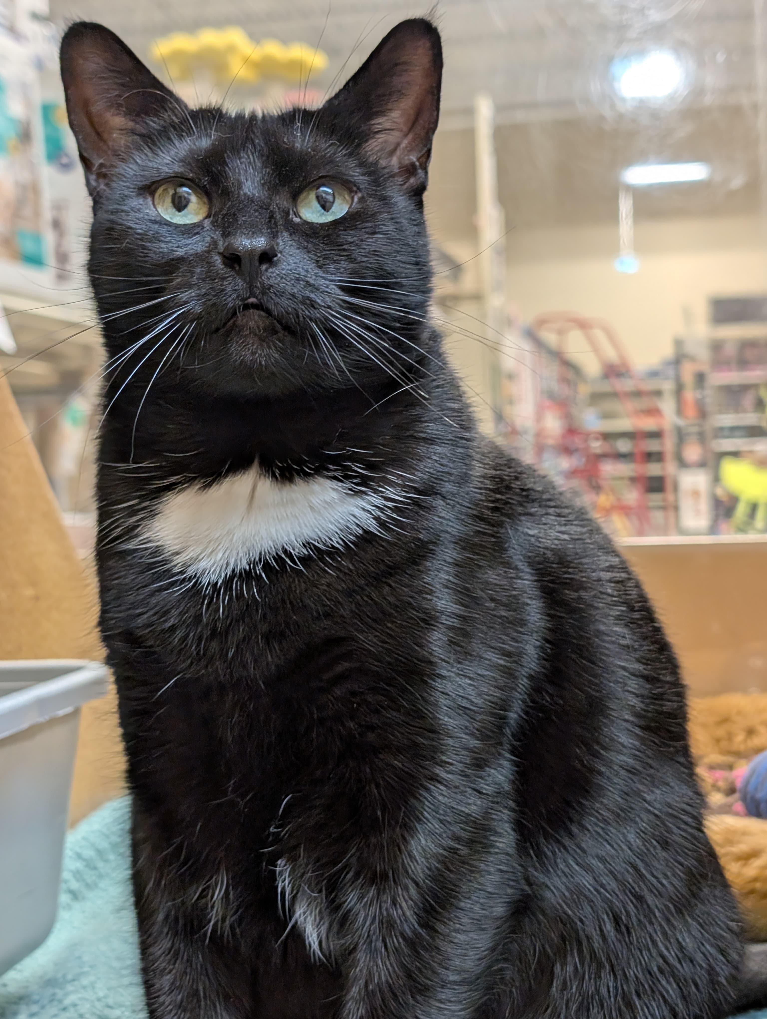 Enlarge Monopoly , an adoptable Domestic Short Hair in Richmond Hill, ON image 2/6
