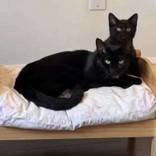 Monopoly, a Adoptable Domestic Short Hair in Richmond Hill, ON image 3/4