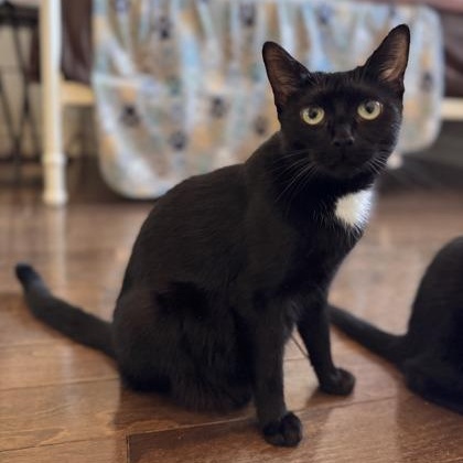 Monopoly, a Adoptable Domestic Short Hair in Richmond Hill, ON image 1/4