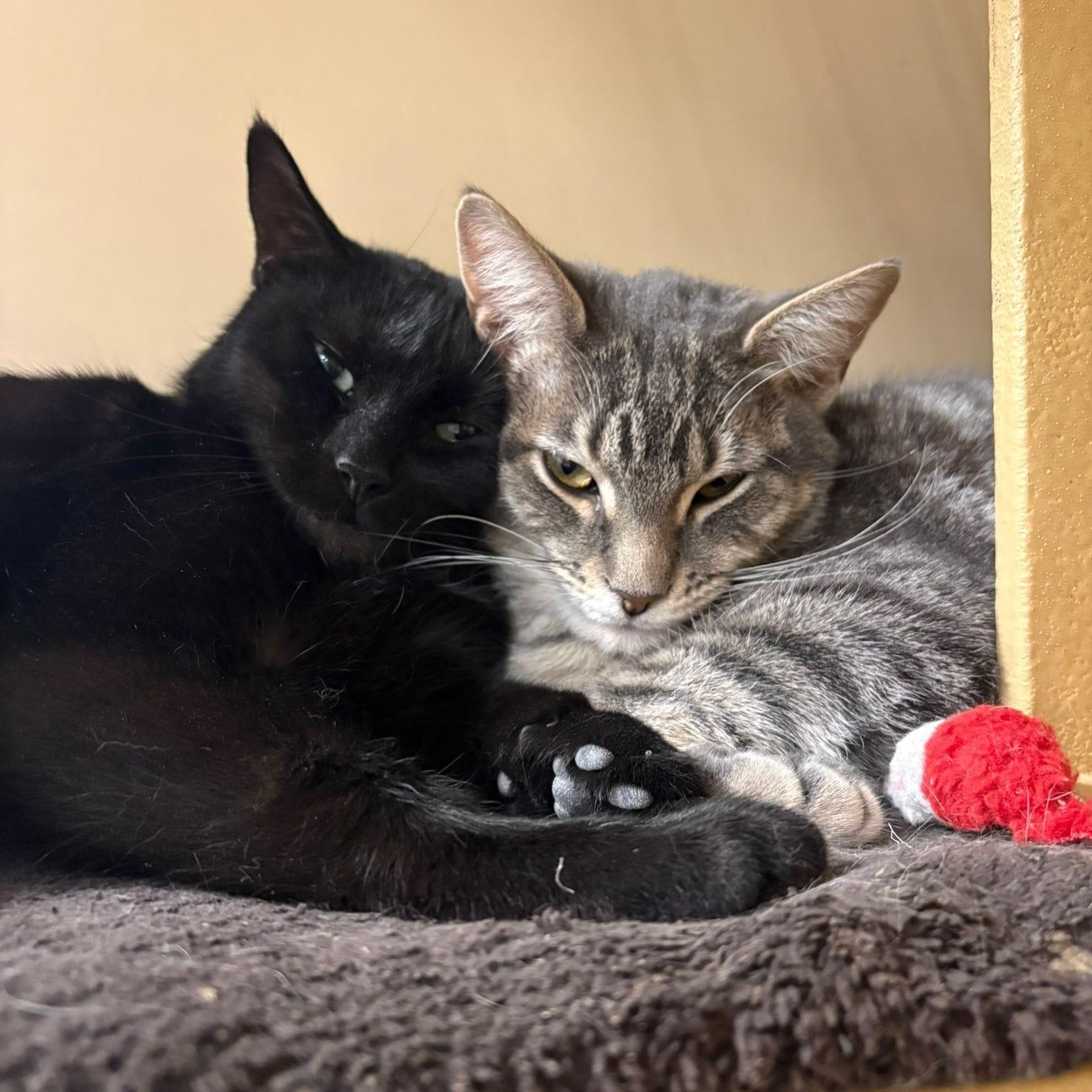 Monopoly , an adoptable Domestic Short Hair in Richmond Hill, ON image 3/6