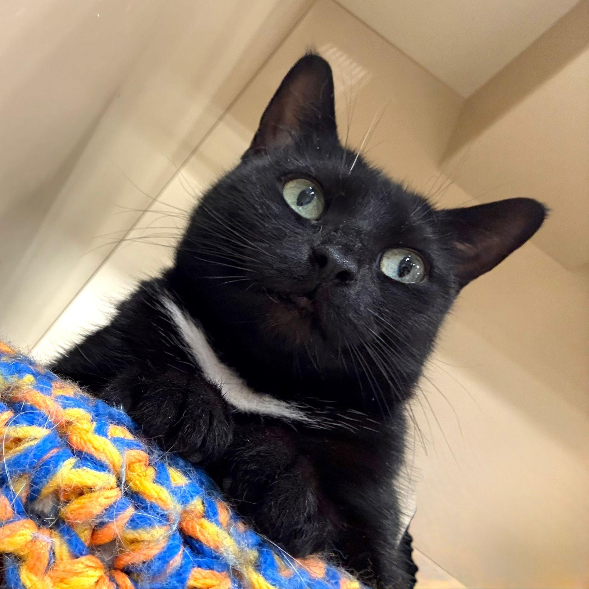 Monopoly , adoptable, Adult Female Domestic Short Hair.