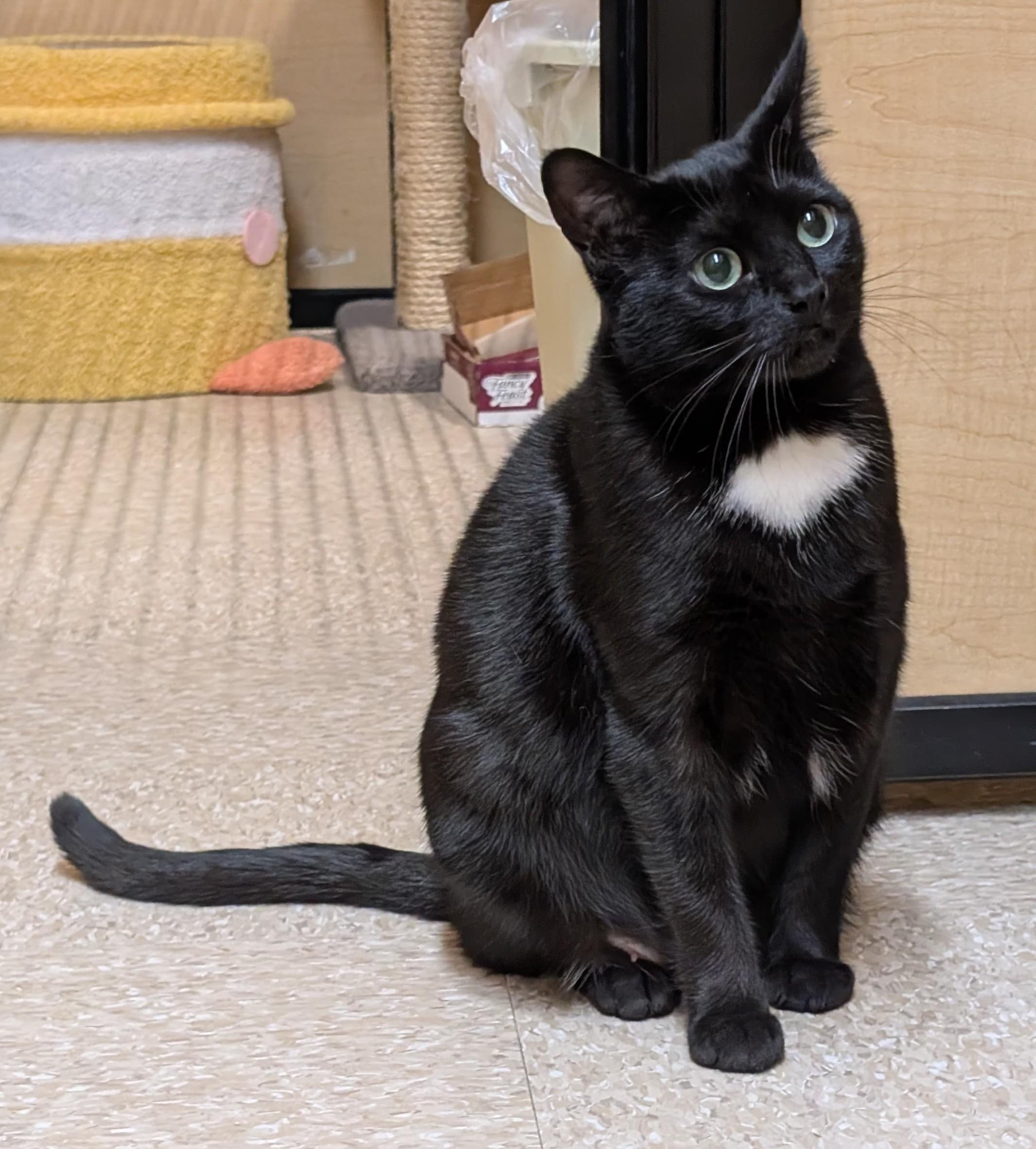 Enlarge Monopoly , an adoptable Domestic Short Hair in Richmond Hill, ON image 6/6