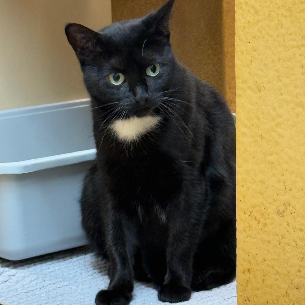 Monopoly , an adoptable Domestic Short Hair in Richmond Hill, ON image 1/6