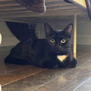 Monopoly, a Adoptable Domestic Short Hair in Richmond Hill, ON image 4/4